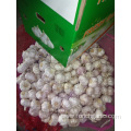 Normal White Garlic Crop 2019 Jinxiang